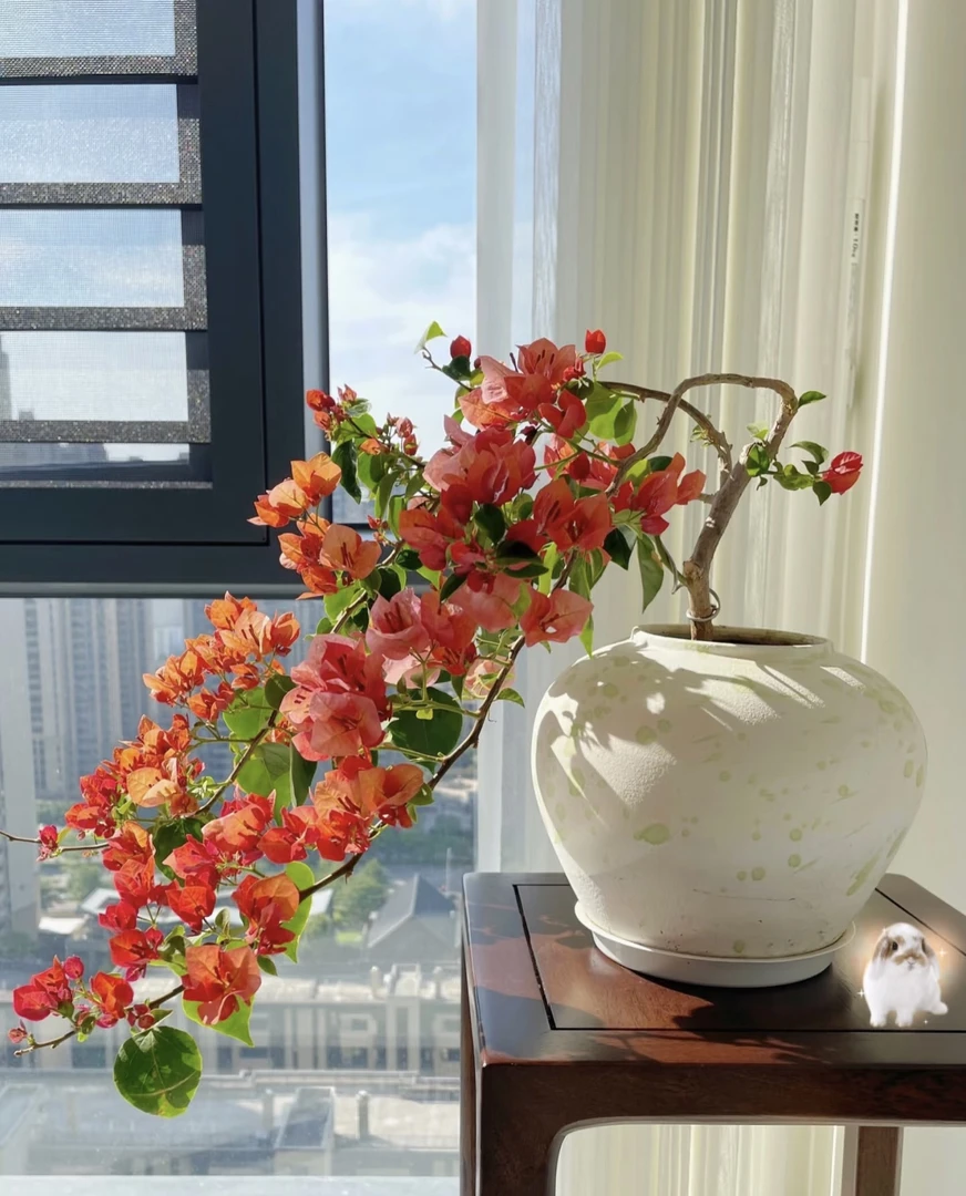 三角梅(不甜西瓜)发货带花客厅植物老桩四季开花室内阳台花卉