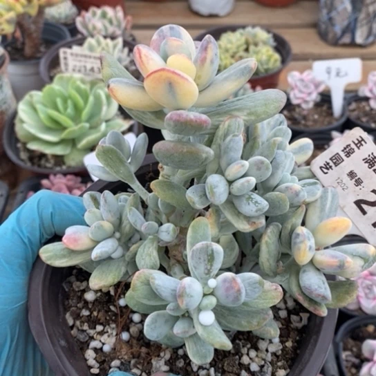 215一一一一一一一一一