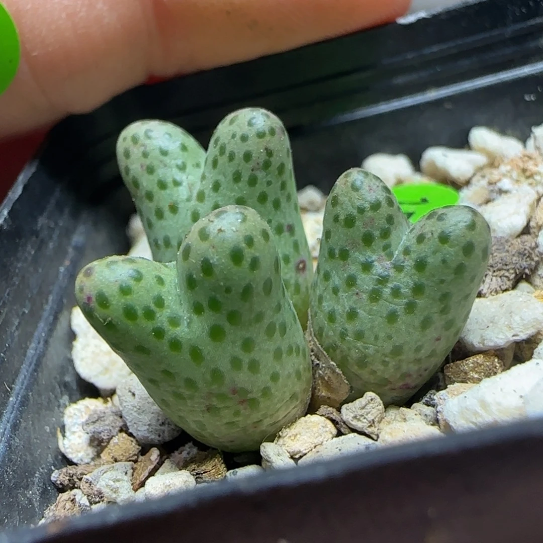 弹弓斑马多肉植物151
