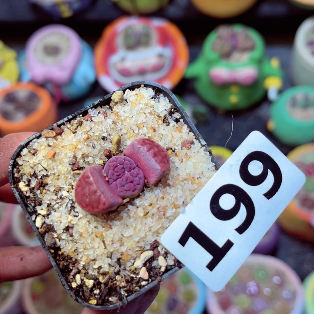 199生石花带盆发