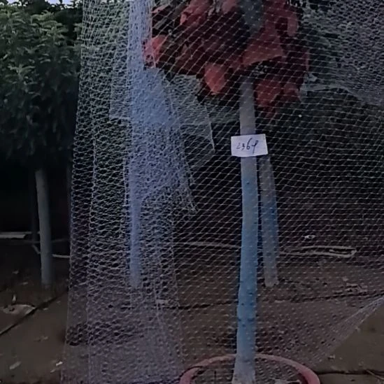 完全开放大高杆盆栽苹果树
