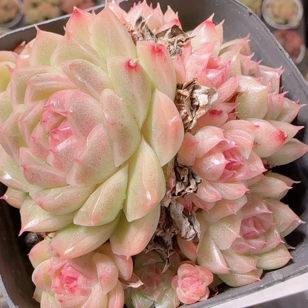 花语逸镜1130-135散