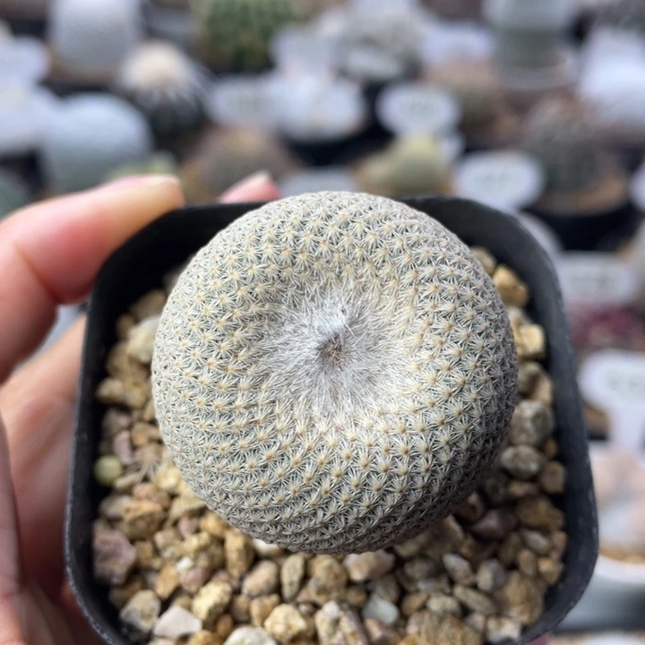 小人帽子      实生根