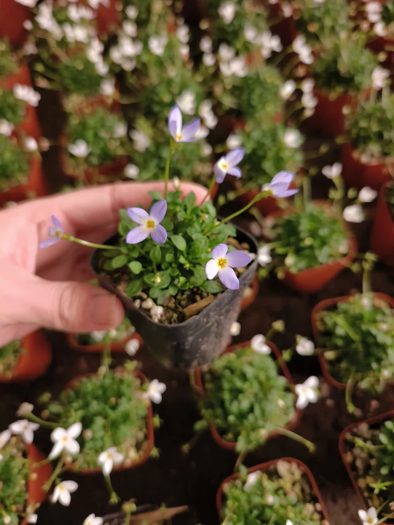 北美耳草，迷你微型绿植花花，四季开花