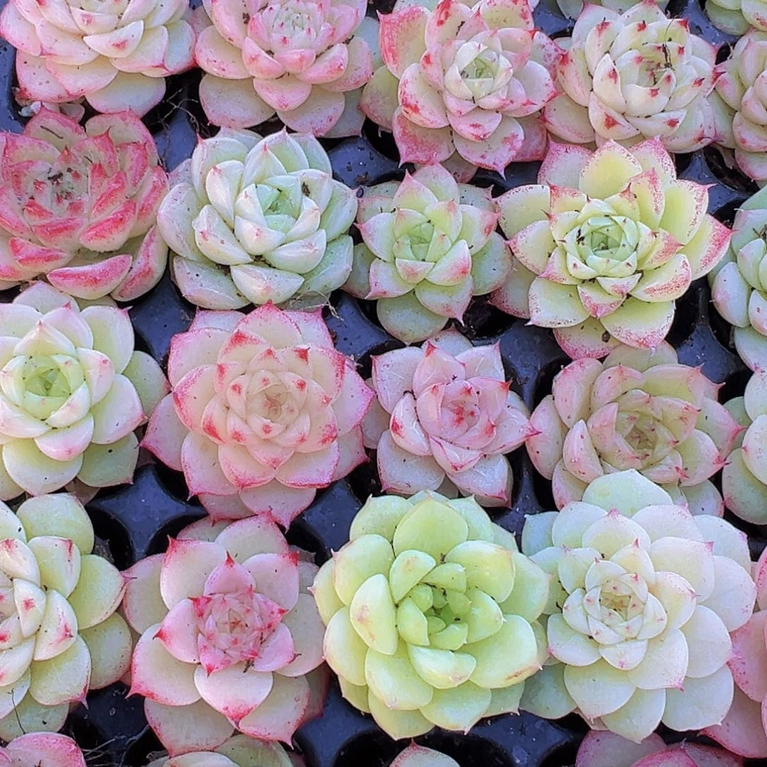 冰麦3代精品16颗苗