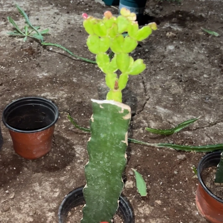 妞***妞当前无花栽培后可以开花037  1850