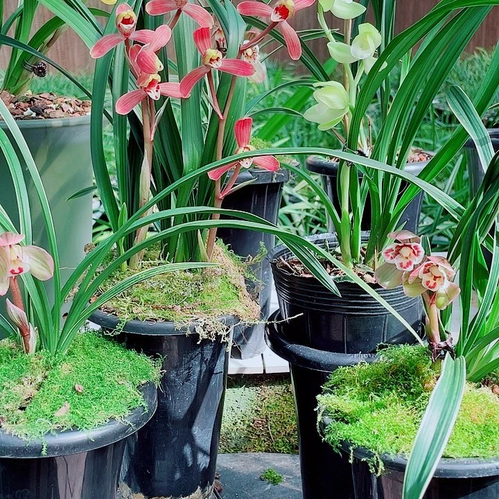 用***者完全开放一物一漂亮