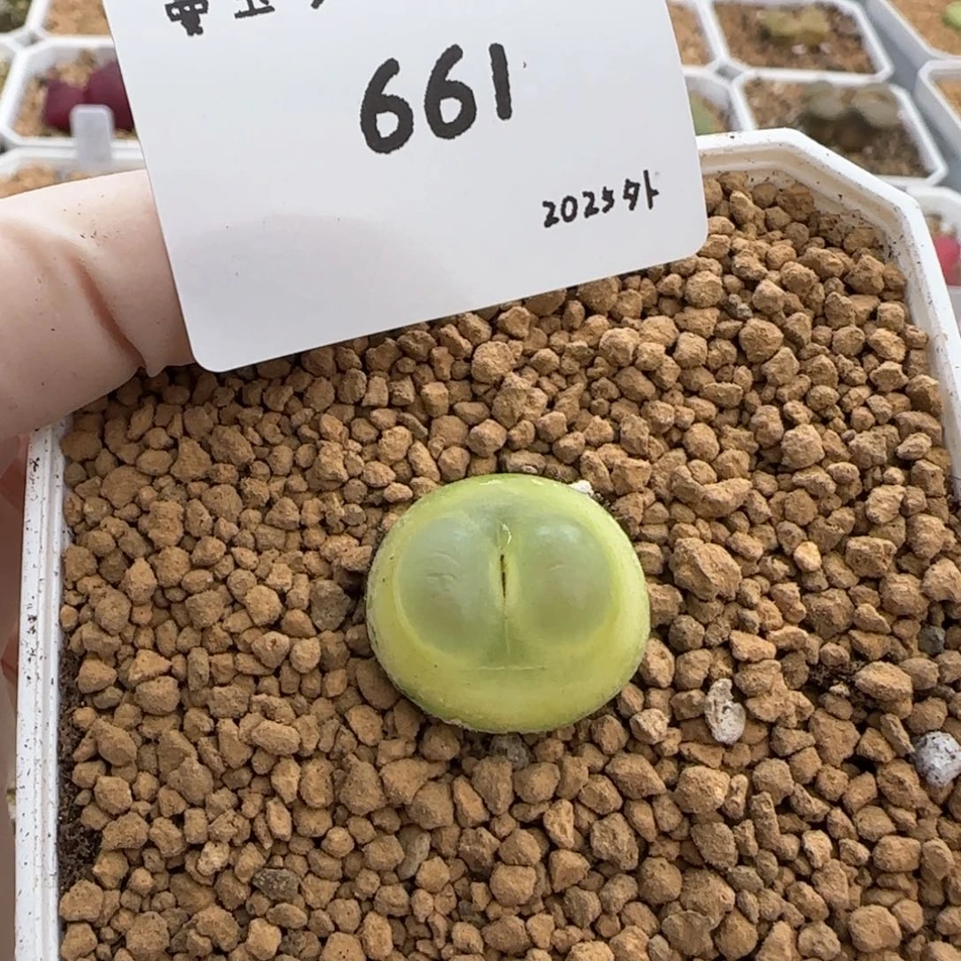 多肉多肉多肉2025-661