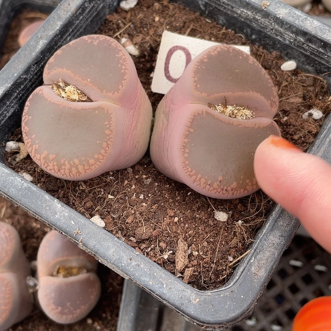 生石花一个034000