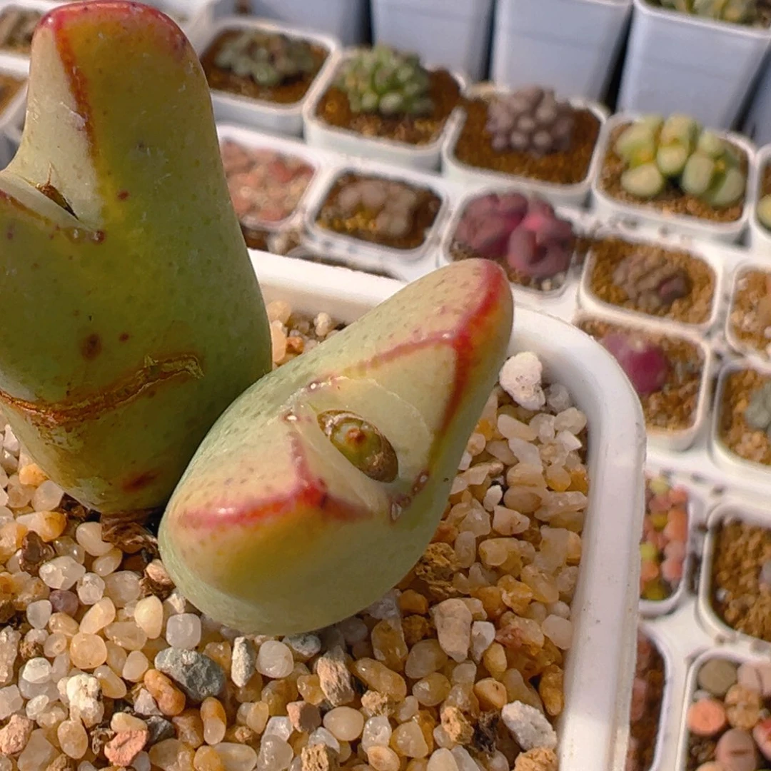 ?****?50多肉植物百科知识