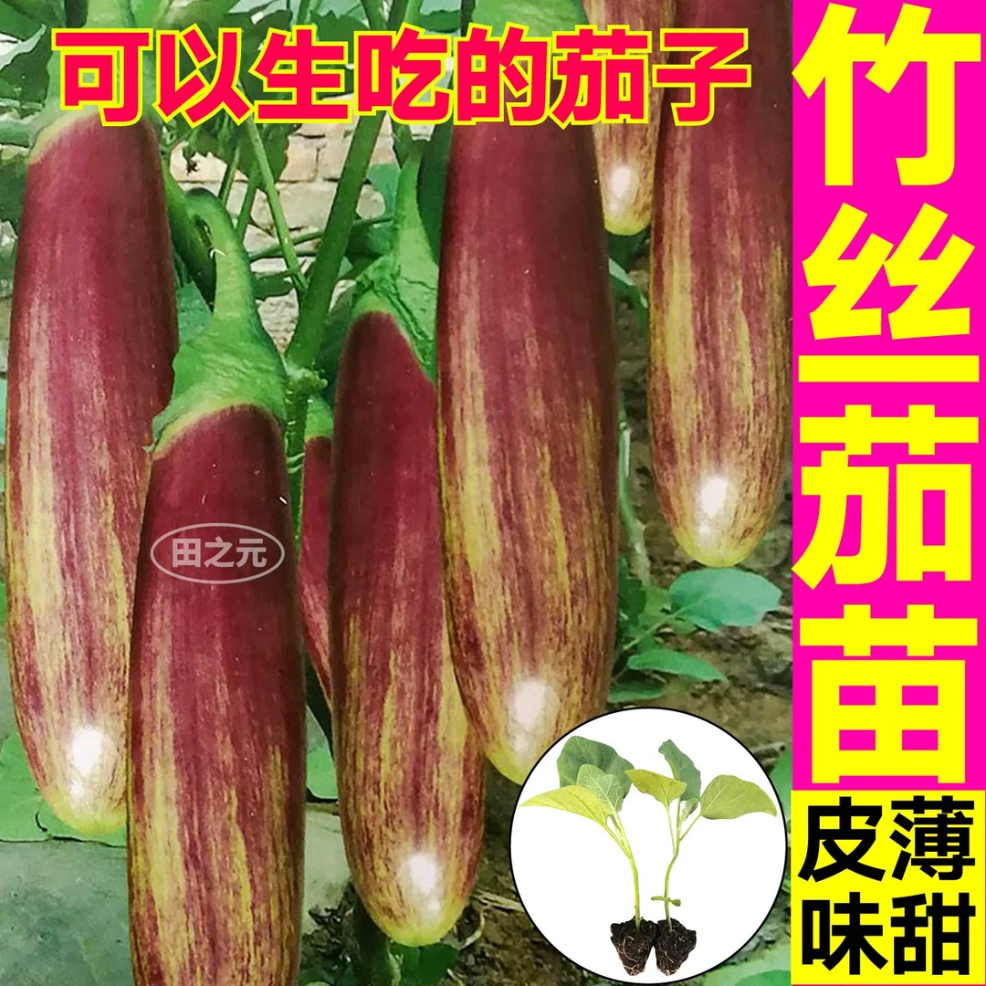 山东寿光生吃水果竹丝茄子秧苗烧烤花茄黑绿长茄白茄杭茄线茄圆茄