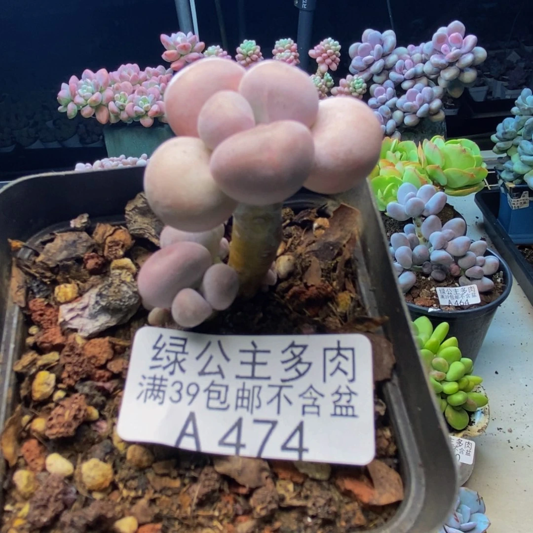 474橙奶多肉肉3cm