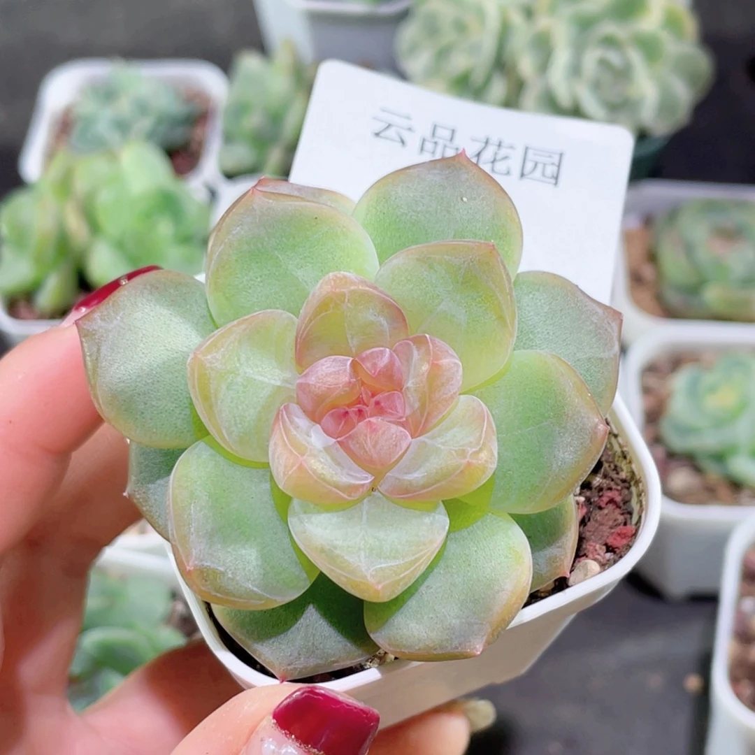 316号糖心冰心珍妮 晴川