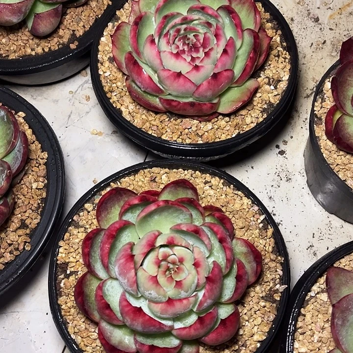 惊鸿仙子一物一拍