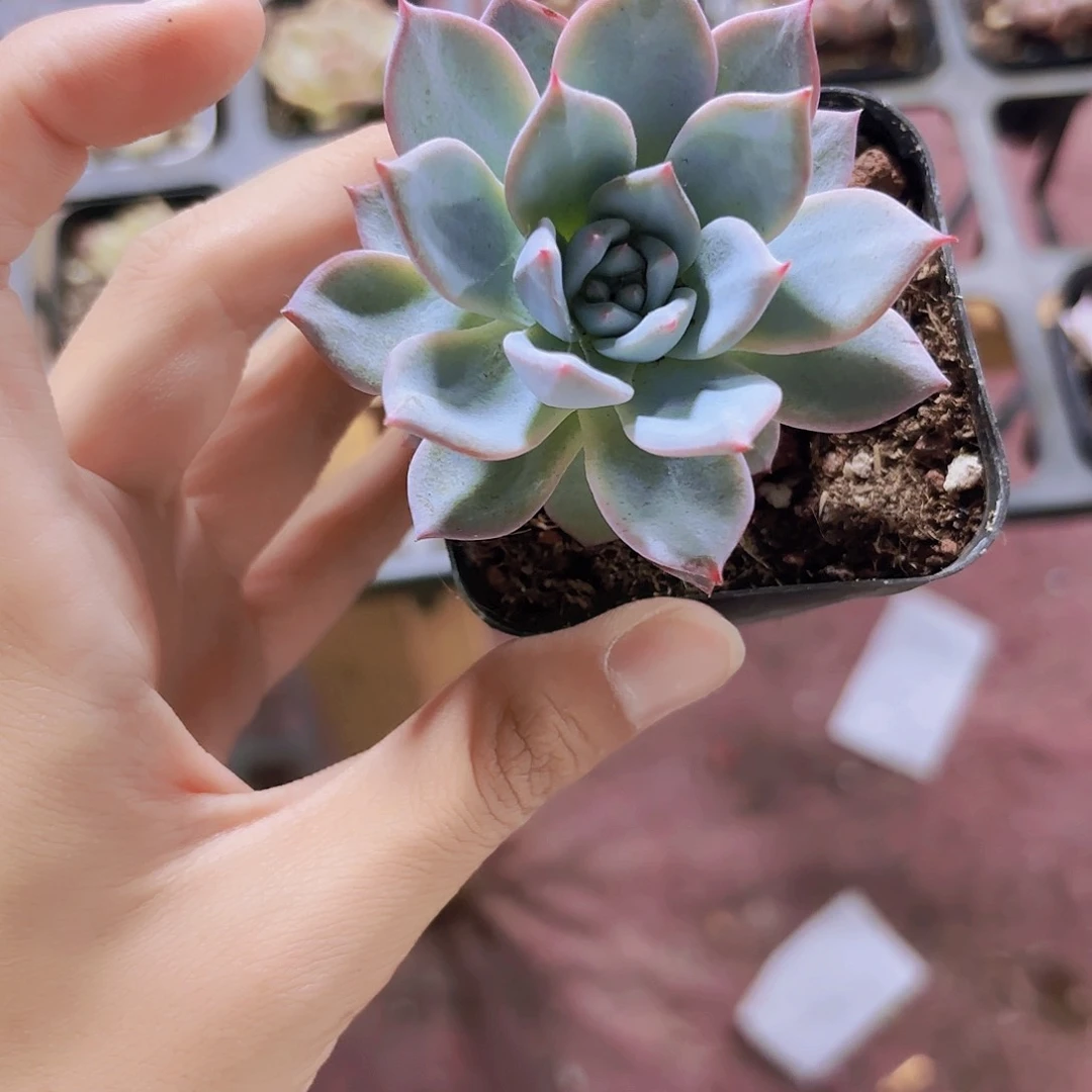 精品粉蓝鸟多肉植物