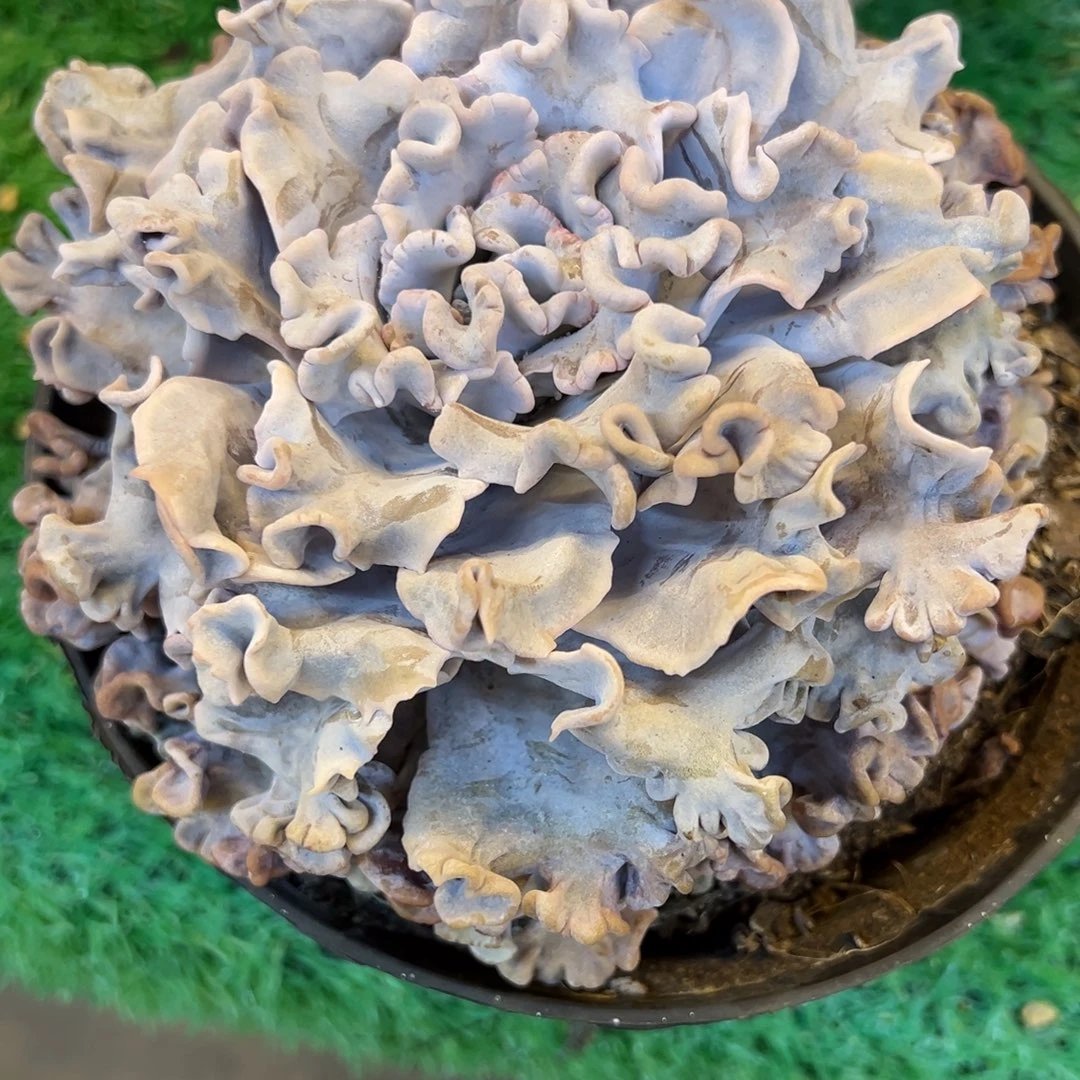 白饺子，，，，，，，，，，，，，，，，，，，