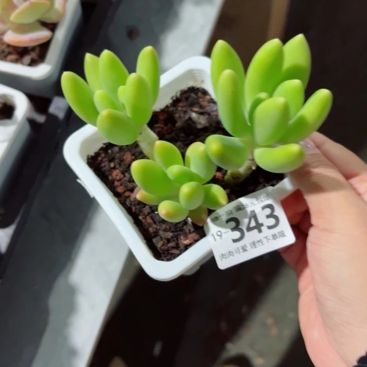 芒果奶多肉无盆土发货多肉多