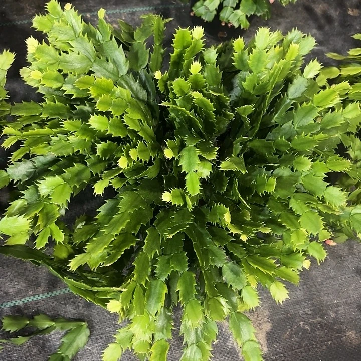 静***开当前无花栽培后可以开花