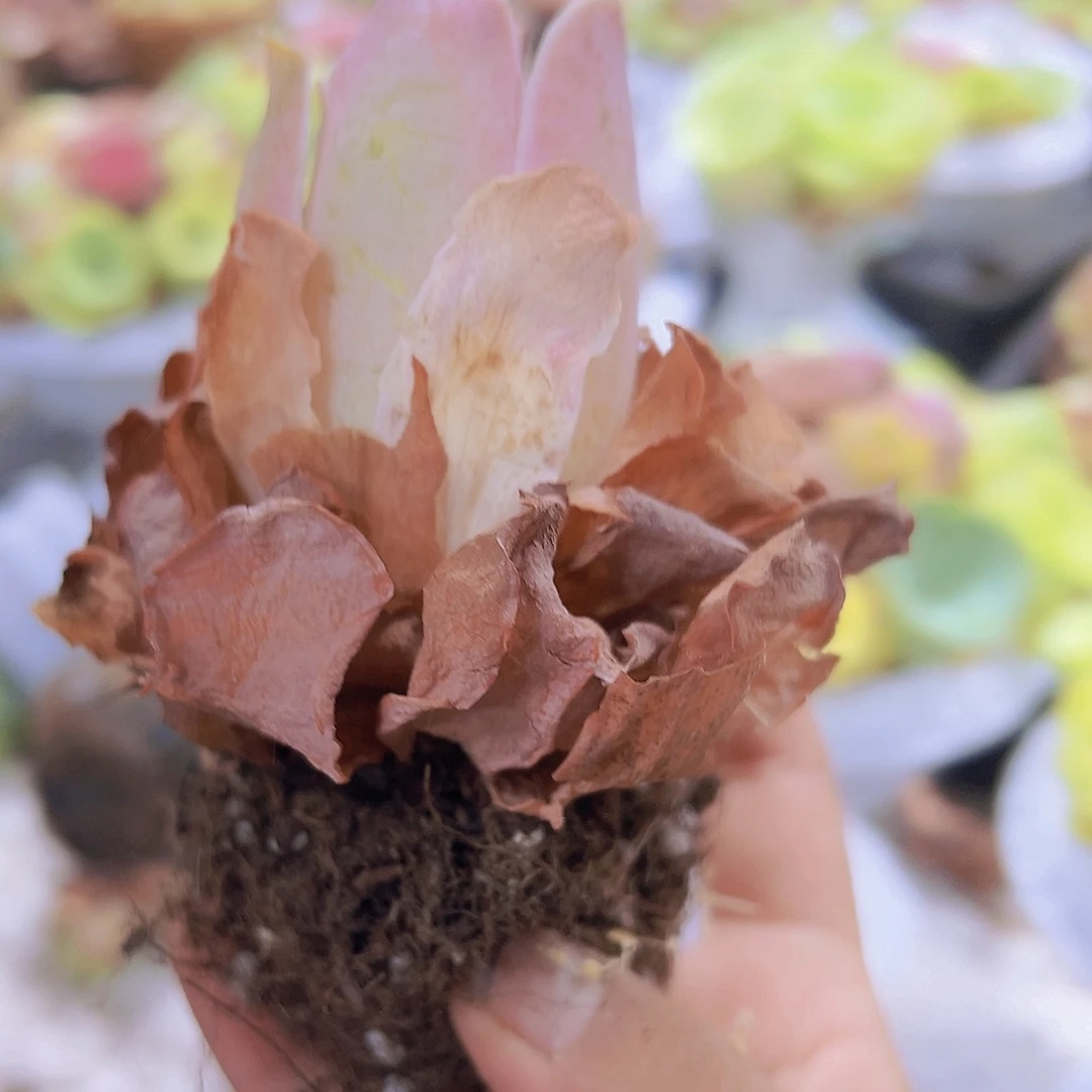 老桩粉桃5个19包邮