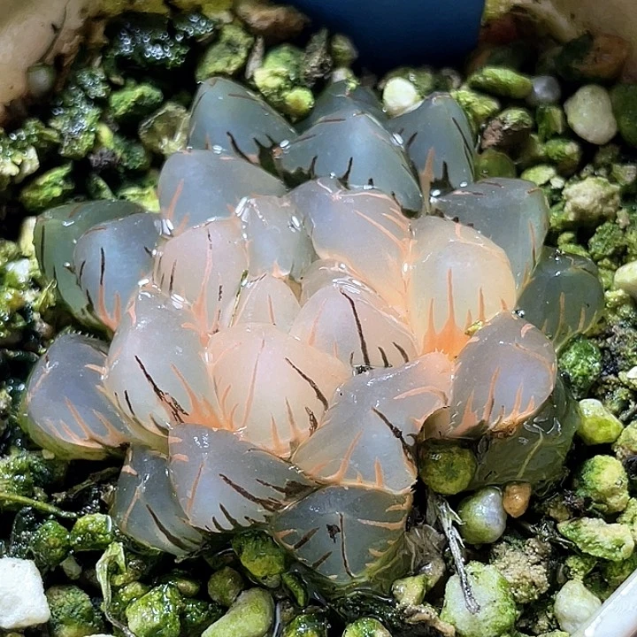 839完美水中月锦特选