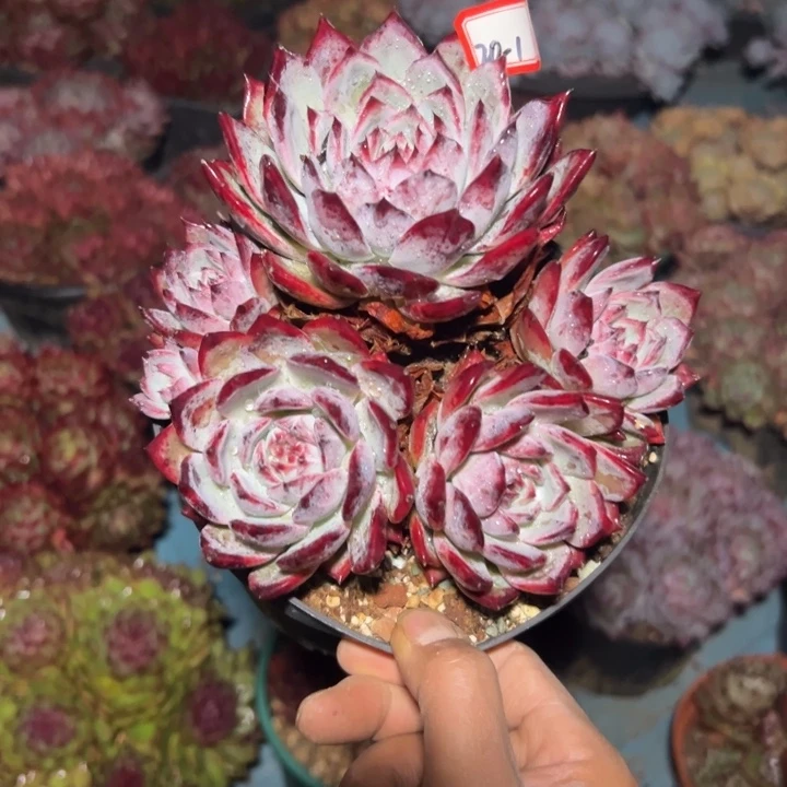 花***花精品多肉植物老桩红糖卡
