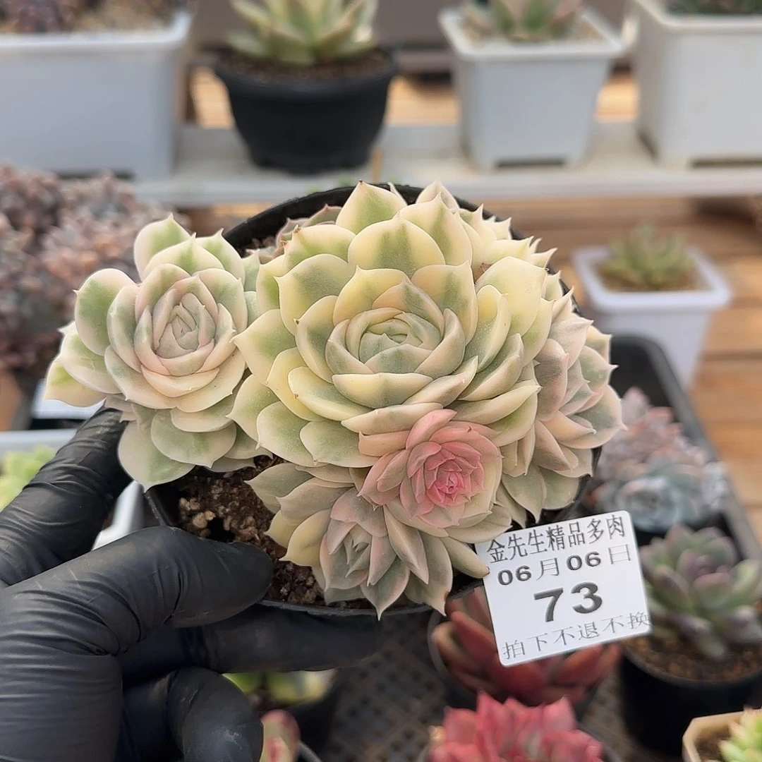 0606-73昂斯诺锦群