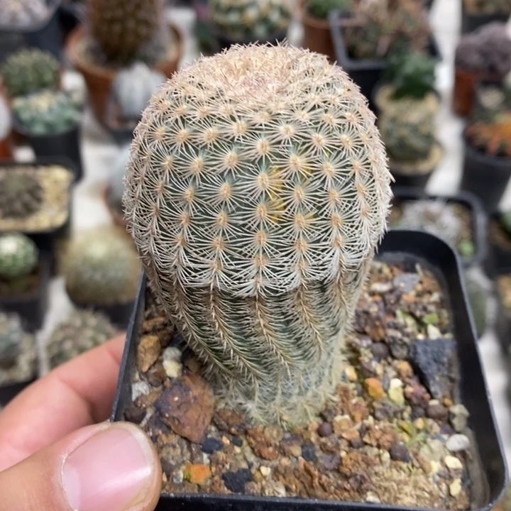 三光虾特价福利包邮