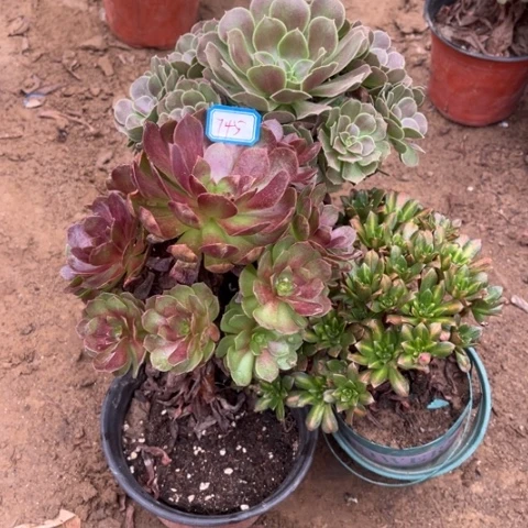 745多肉植物组合，