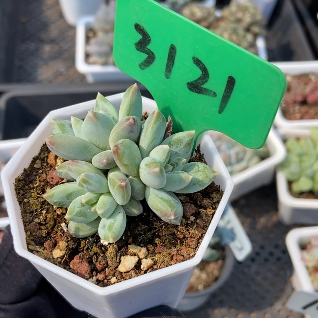 3121伊丽莎白多肉植物保护