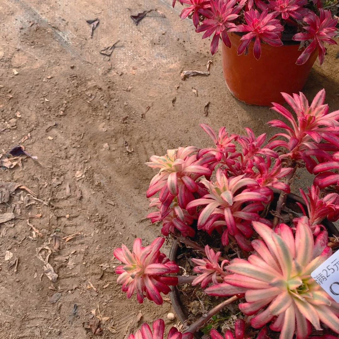 027朱雀老桩多肉植物老桩