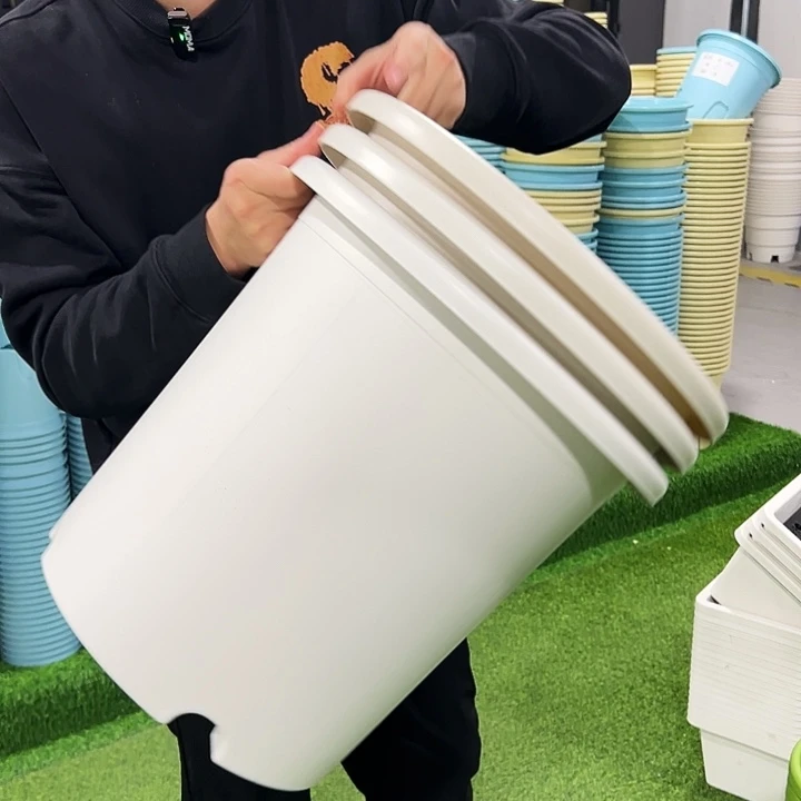 微瑕8号四季口39高37白色3只无托