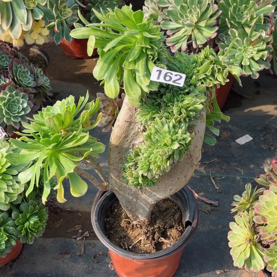 162碧螺春缀化多肉植物