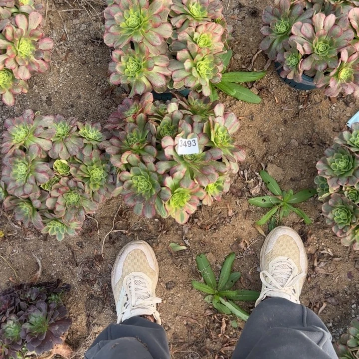 3493奶白清棚处理不包断枝