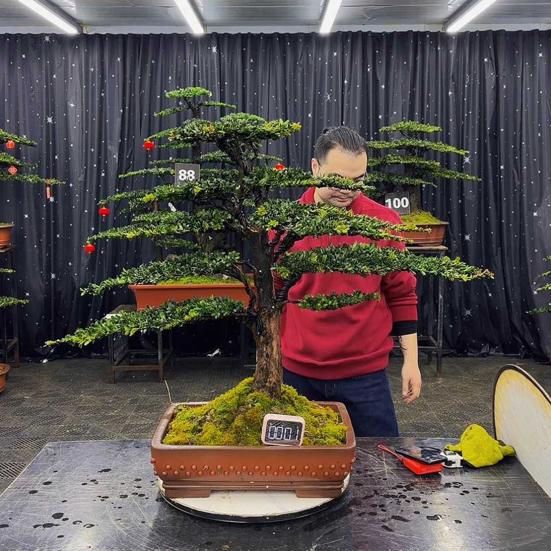 红芽罗汉松造型盆景