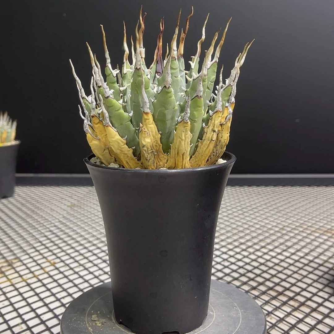 曲刺妖炎1200带盆土发