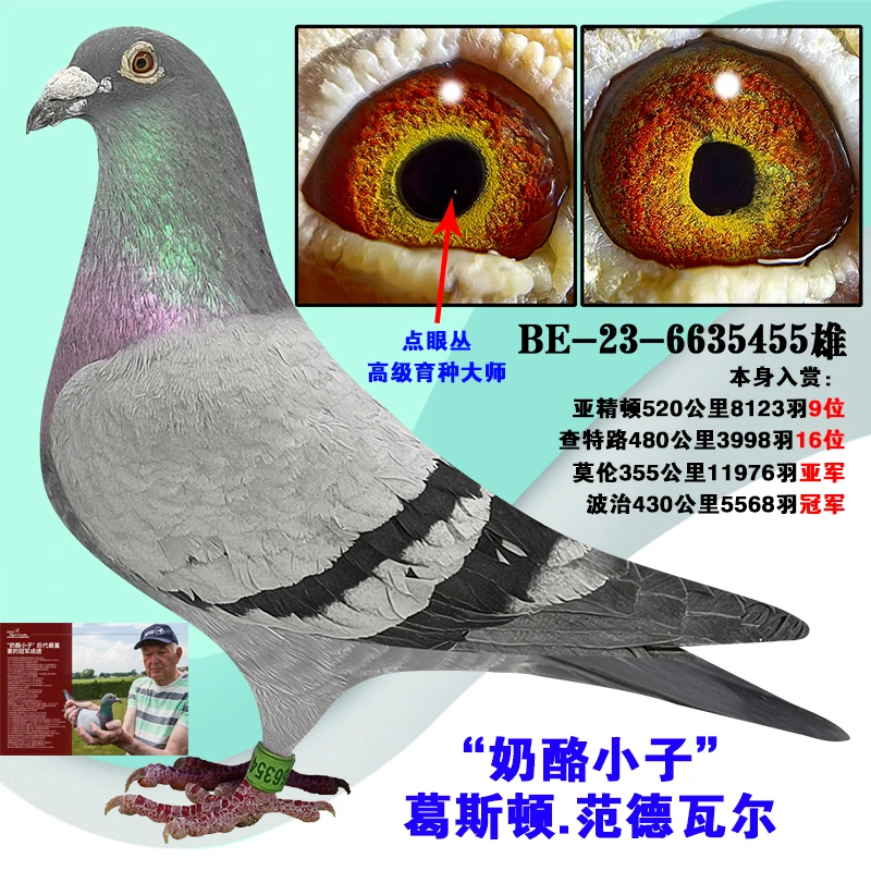 信鸽成绩鸽种鸽赛鸽原环种鸽纯血种鸽冠军信鸽