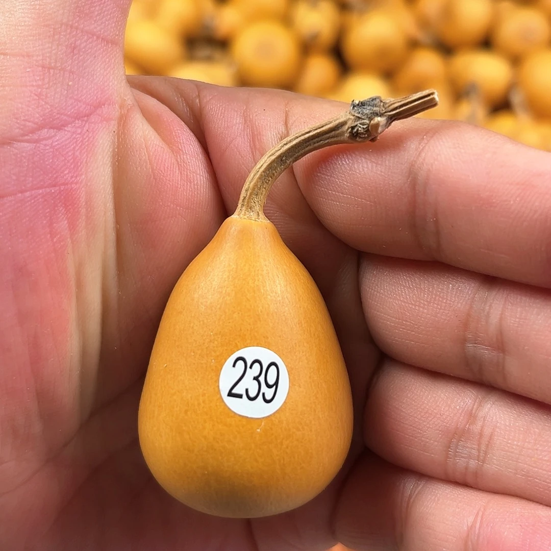 一葫芦葫芦葫芦葫芦239