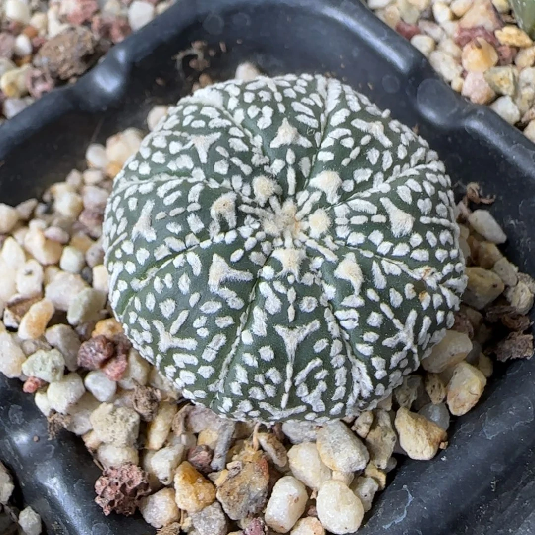 ღ***。8-3-当天满38包邮实生兜杂交2.9cm脱土