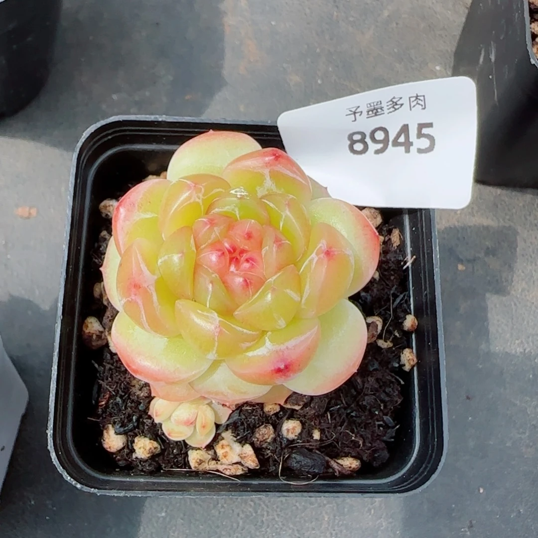 拿铁奶沫，8945多肉植物
