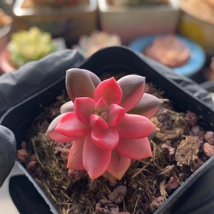 黑美人锦复轮多肉