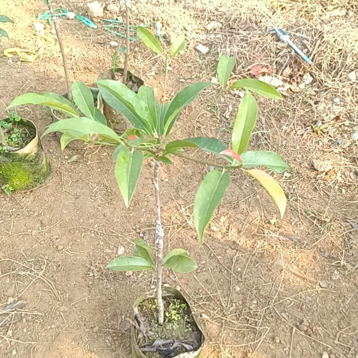 墨西哥人心果嫁接苗一物一拍原盆原土发货