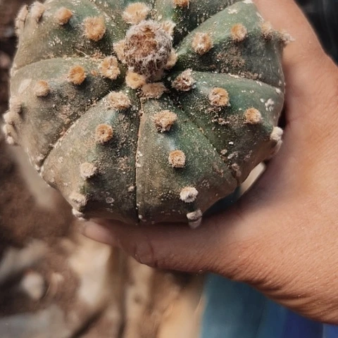 完全开放251嫁接兜