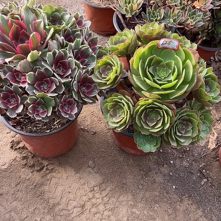 626多肉植物组合，