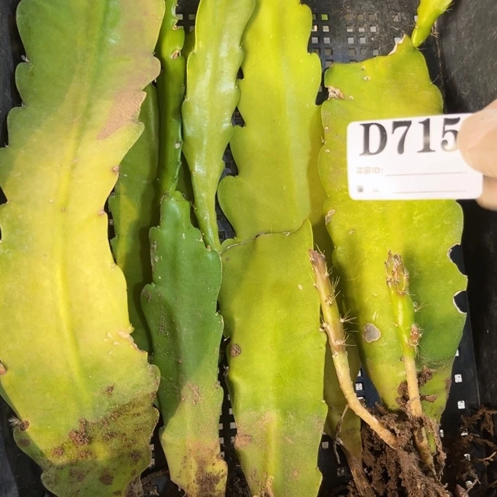 当前无花栽培后可以开花715