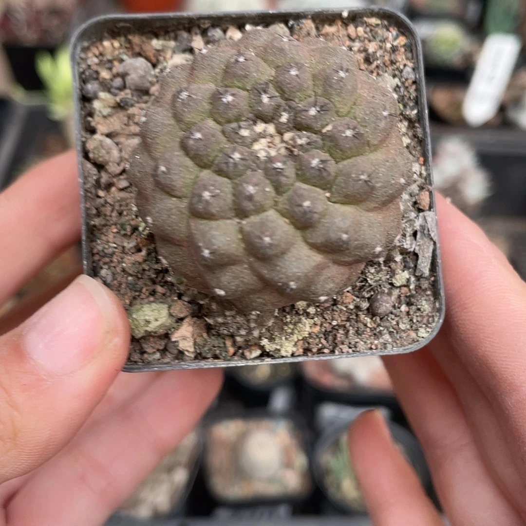 855蜥蜴皮实生（满18元包邮）