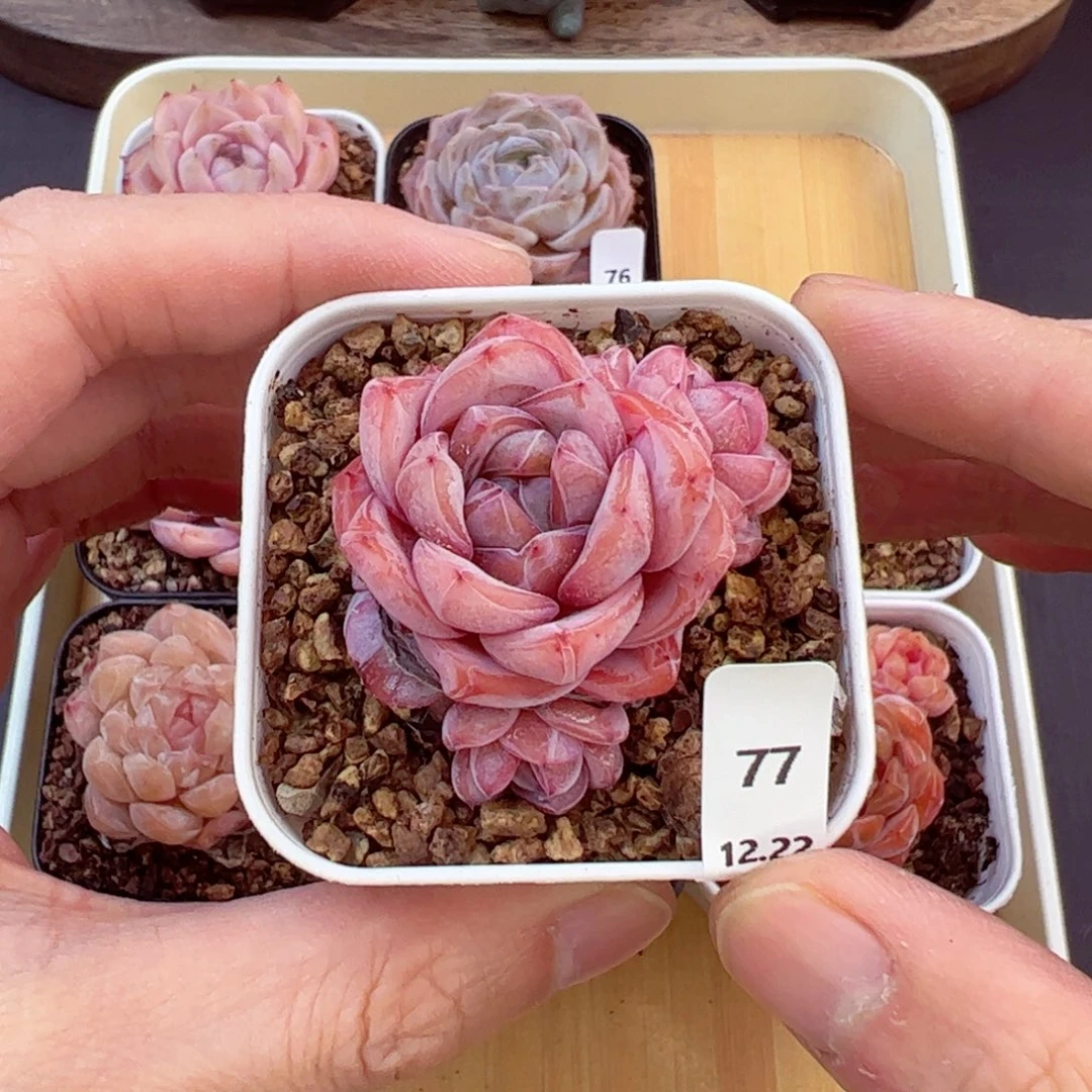 好好看77、哈哈哈哈