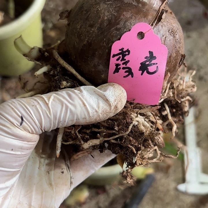 无花朵霞光朱顶红7.5+2侧
