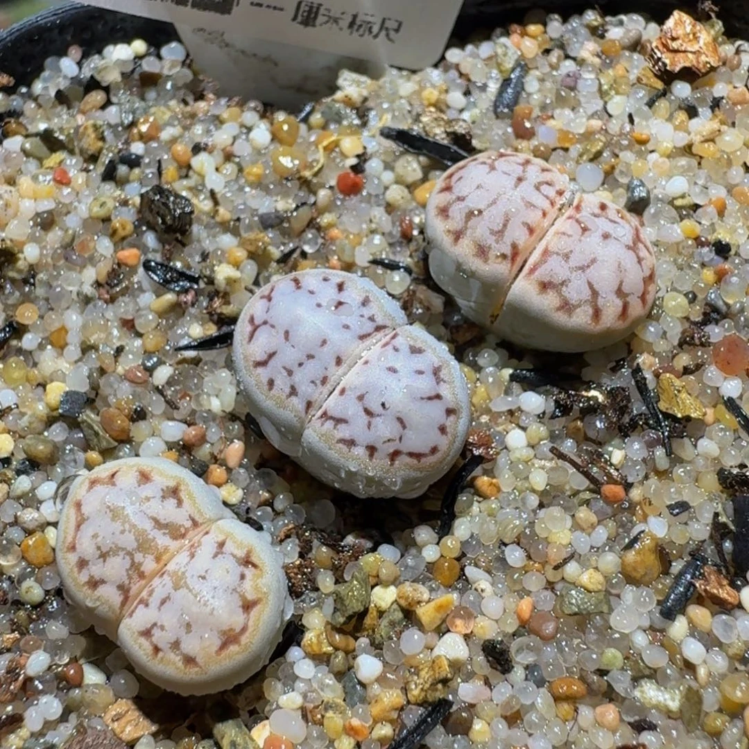Ssss精品生石花383糖霜饼