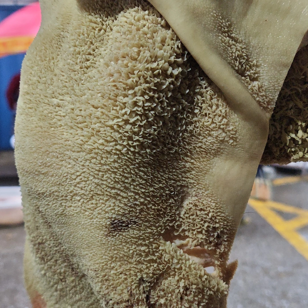 全熟牛肚非水发非碱泡零（全国包邮） 固形物含量80%以上