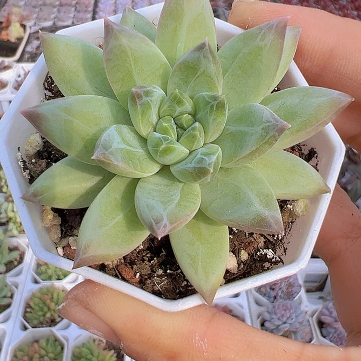 伊卡鲁斯19包邮多肉